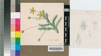 Tridentea virescens (N.E.Br.) L.C.Leach