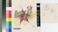 Stapelia schinzii A.Berger & Schltr. var. schinzii