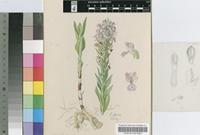 Brachycorythis conica (Summerh.) Summerh. subsp. transvaalensis Summerh.