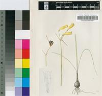 Cyrtanthus flavus P.E.Barnes