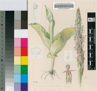 Satyrium cristatum Sond. var. cristatum