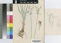 Tulbaghia alliacea L.f.
