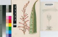 Aloe dewetii Reynolds