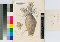 Euphorbia groenewaldii R.A.Dyer