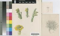 Euphorbia woodii N.E.Br.