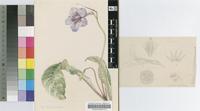 Streptocarpus rexii (Bowie ex Hook.) Lindl.