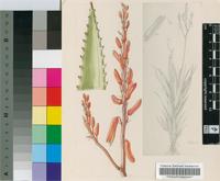 Aloe pole-evansii Christian