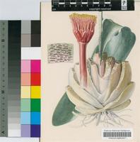 Haemanthus namaquensis R.A.Dyer