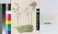 Streptocarpus reynoldsii I.Verd.