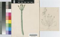 Euphorbia stolonifera Marloth