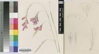 Dierama igneum Klatt