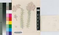 Crassula rupestris Thunb. subsp. rupestris