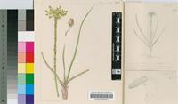 Aloe linearifolia A.Berger