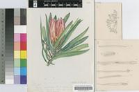 Protea subpulchella Stapf
