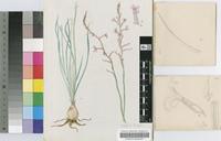 Chortolirion stenophyllum (Baker) A.Berger