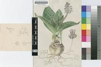 Scilla carnosula Van der Merwe