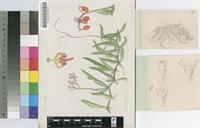Cissus unguiformifolius C.A.Sm.