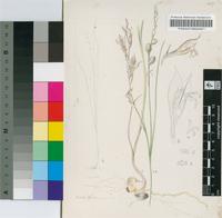Gladiolus edulis Burch. ex Ker Gawl.