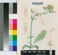 Kalanchoe brachycalyx A.Rich.