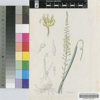 Drimia anomala (Baker) Baker
