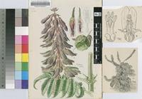 Melianthus villosus Bolus
