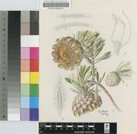 Protea pendula R.Br.