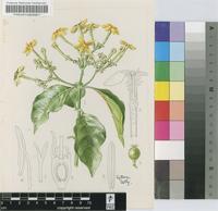 Mussaenda arcuata Poir.