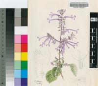 Plectranthus dregei Codd