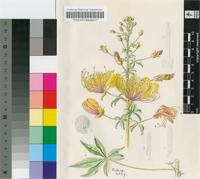 Cleome foliosa Hook.f. var. foliosa