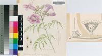 Podranea brycei (N.E.Br.) Sprague