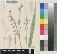 Gladiolus pole-evansii I.Verd.