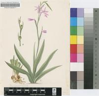 Radinosiphon leptostachya (Baker) N.E.Br.