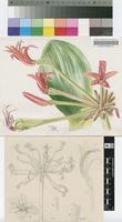 Brunsvigia orientalis (L.) Aiton ex Eckl.