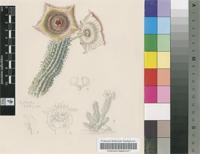 Hoodia currorii (Hook.) Decne. var. minor R.A.Dyer