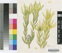 Leucadendron meridianum I.Williams
