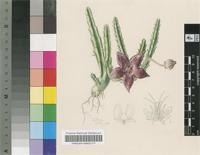 Stapelia vetula Masson var. simsii (Haw.) N.E.Br.