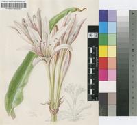 Crinum paludosum I.Verd.