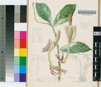 Zamioculcas zamiifolia (Lodd.) Engl.