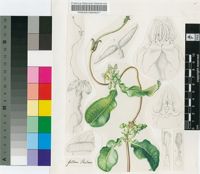 Raphionacme flanaganii Schltr.