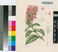 X Ruttyruspolia 'Phyllis van Heerden' A.Meeuse & de Wet