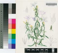 Barleria pretoriensis C.B.Clarke