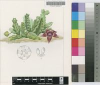 Caralluma dioscoridis Lavranos