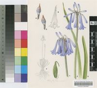 Agapanthus walshii L.Bolus