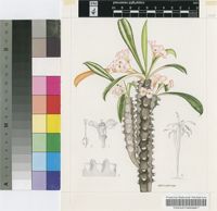 Euphorbia lophogona Lam.