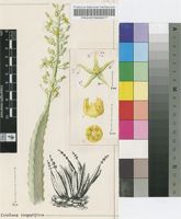 Caralluma congestiflora P.R.O.Bally