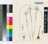 Moraea barnardii L.Bolus