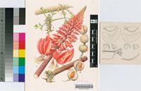 Erythrina livingstoneana Baker