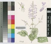 Plectranthus praetermissus Codd