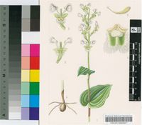 Huttonaea pulchra Harv.