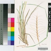 Urelytrum agropyroides (Hack.) Hack.